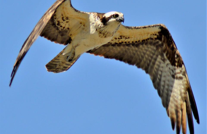 Urgent action needed to protect North Wales ospreys 