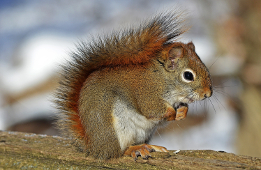 Work to protect the Red Squirrel must continue 